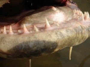 バガリウス・ヤレリの歯画像